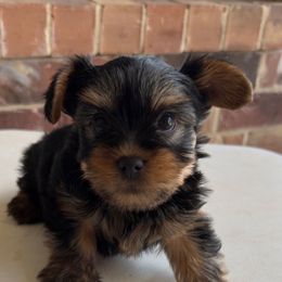 Finn - Black and tan male Yorkshire Terrier puppy in Midland, Texas from Southern Yorkie Pies