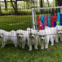 Samoyeds from Samkist