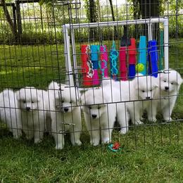 Samoyeds from Samkist