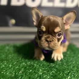 Sasha - Black and tan female French Bulldog puppy in Eden, North Carolina from Blackoutbulldogs