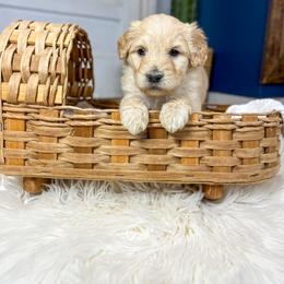Freddie Foo English Teddybear - Apricot male Goldendoodle puppy in Grove, Oklahoma from Guinn Family Farms