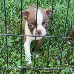 Lane - Red male Boston Terrier puppy in Fillmore, Illinois from Wind Hill Puppies