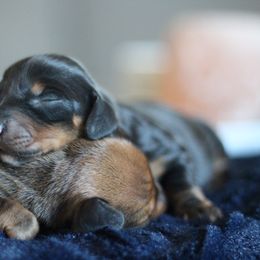 Dachshund Puppies from Tired Chef Dachshunds