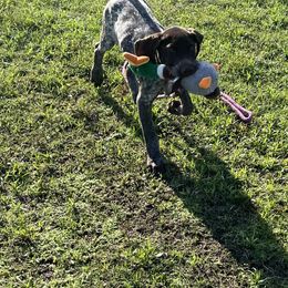Goldendoodle Puppies from Tri-Star Pointers