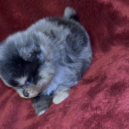 Honey - Blue and tan female Pomeranian puppy in Tucson, Arizona from Pomutopia
