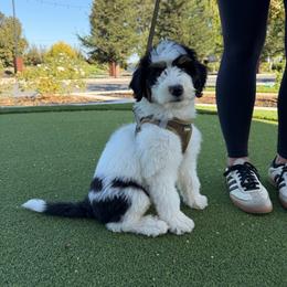 Laura - Tri-color female Bernedoodle puppy in Yuba City, California from Ranch House Doodles