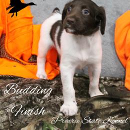 Budding Finish - Brown and white female Kleine Munsterlander puppy in New Lenox, Illinois from Prairie State Kennel
