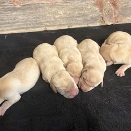 4th Pick of Yellow Male Pups - Yellow male Labrador Retriever puppy in Freeport, Illinois from Rock Hollow Retrievers