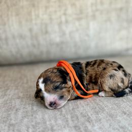 Blaze - Merle male Bernedoodle puppy in Lamar, Colorado from Jozlyn’s Pups