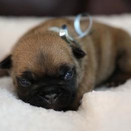 Light Blue Collar - Fawn and white female French Bulldog puppy in Wichita, Kansas from Phantasticus French Bulldogs
