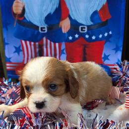 Doc - Blenheim male Cavalier King Charles Spaniel puppy in Neosho, Missouri from County-Line Critters