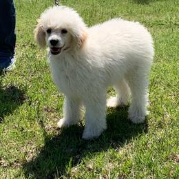Gus - Parti male Poodle puppy in Haddam, Kansas from Golden B Acres