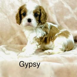 Gypsy - Blenheim female Cavalier King Charles Spaniel puppy in Temecula, California from McKenna Cavaliers in Southern California