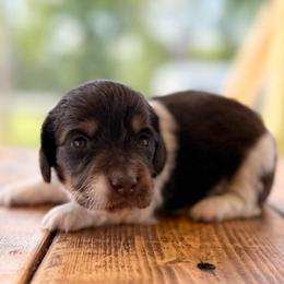 Hopper - Piebald male Dachshund puppy in London, Kentucky from Steele Half Acre Homestead