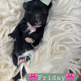 Friday - female Cavapoochon puppy in Bullard, Texas from Cavapoochon Central LLC