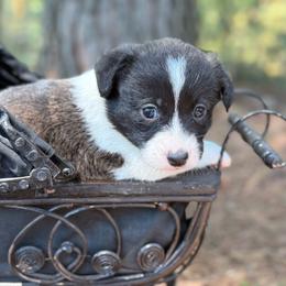Brindle girl - Brindle and white female American Corgi puppy in Nashville, Arkansas from Whisenhunt Farms