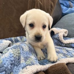 Boy 2 - Yellow male Labrador Retriever puppy in Isanti, Minnesota from Four Corners Family Labs