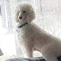 Zoeyy - Poodle