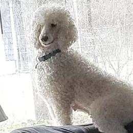 Zoeyy - Poodle