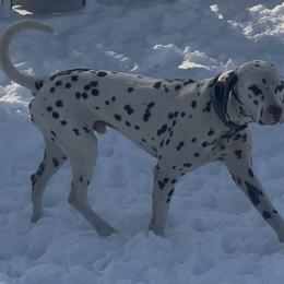 Dalmatian puppies from Exquisite Dalmatians & Standard Poodles