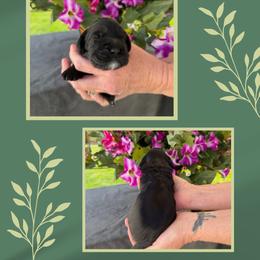 Grumpy - Black male Australian Labradoodle puppy in Cashmere, Washington from Mountain Home Doodles