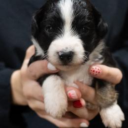 Kirby - Black tri male Miniature American Shepherd puppy in Crowley, Texas from Nelson's Aussies and Aussiedoodles