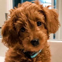 Ruby - Goldendoodle