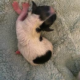 Jose - Black and white male Chihuahua puppy in Red Bluff, California from Aye Chihuahua