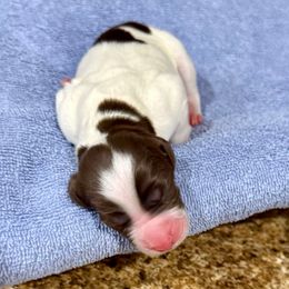 Boy 5 - Liver and white male Brittany puppy in Claxton, Georgia from Bull Creek Kennels