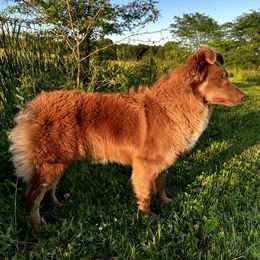 Ripley - Australian Shepherd