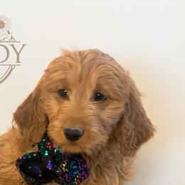 Girl 1 - Goldendoodle puppy in Kanaraville, Utah from Bundy Farm