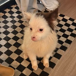 Mila - Black and white female Pomsky puppy in Sacramento, California from Robinson Pomski