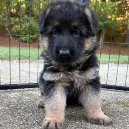 German Shepherd Puppies from Southern Lakes German Shepherds