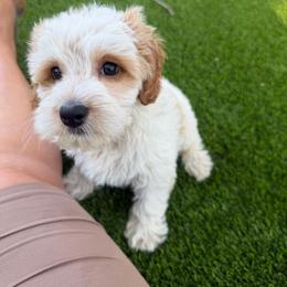 Facebook - Caramel cream female Australian Labradoodle puppy in Denton, Texas from Liberty Hill Labradoodles