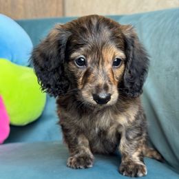 Jimmy (AKC - 2800) - Brindle male Dachshund puppy in Krum, Texas from Tired Chef Dachshunds