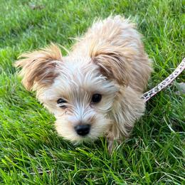 Morkies from FURever Family Morkie/Maltese/Maltipoo