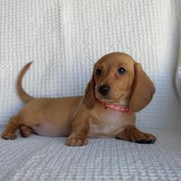 Amora - Cream female Dachshund puppy in Phoenix, Arizona from Lengthydog.co