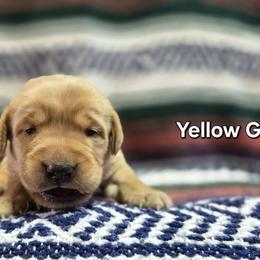 Girl 2 - Yellow female Labrador Retriever puppy in Potosi, Wisconsin from Point and Flush Gun Dogs