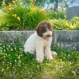 Margo - Lagotto Romagnolo
