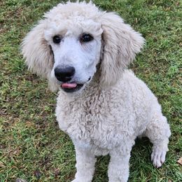 Diamond - Cream Poodle puppy in Long Beach, Washington from Sandcastle Standard Poodles
