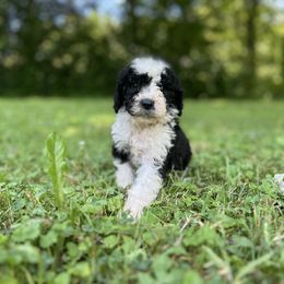 Lilac Girl - Black and white female Sheepadoodle puppy in Emlenton, Pennsylvania from Doodles in PA