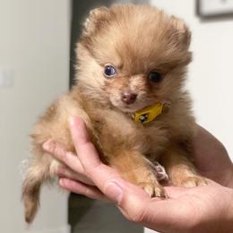 Pomeranian Puppies from Sunshines Pomeranians