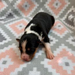 Magnolia - Black tri-color female Australian Shepherd puppy in Clover, South Carolina from Jo’s Aussies