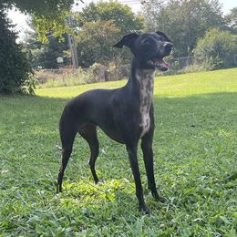Mai - Italian Greyhound