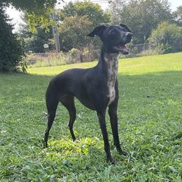 Mai - Italian Greyhound