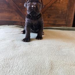 Cane Corso Puppies from Cowan Farms
