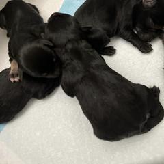 Puppies - Miniature Schnauzer