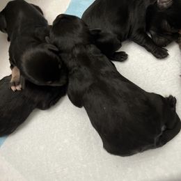 Puppies - Miniature Schnauzer