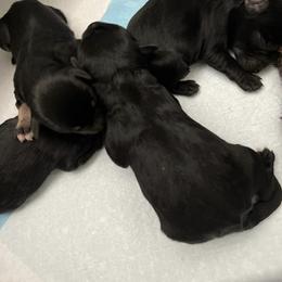Puppies - Miniature Schnauzer