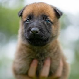 Titan - Fawn male Belgian Malinois puppy in Lincoln, Nebraska from Nebraska K9